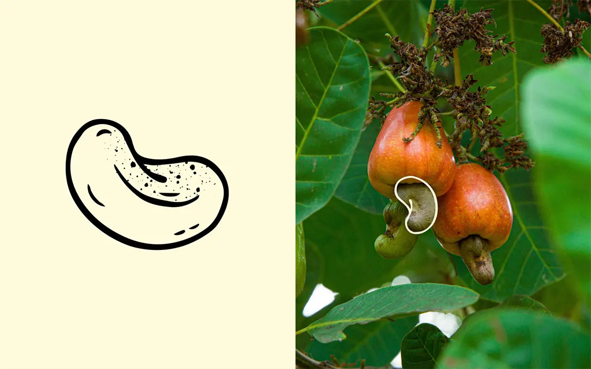 手绘风食品包装设计