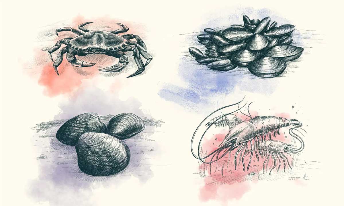 牡蛎标志设计、定制品牌插图